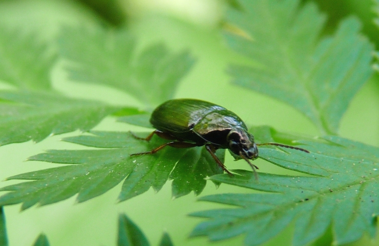Piccolo carabide su una foglia - Amara sp.
